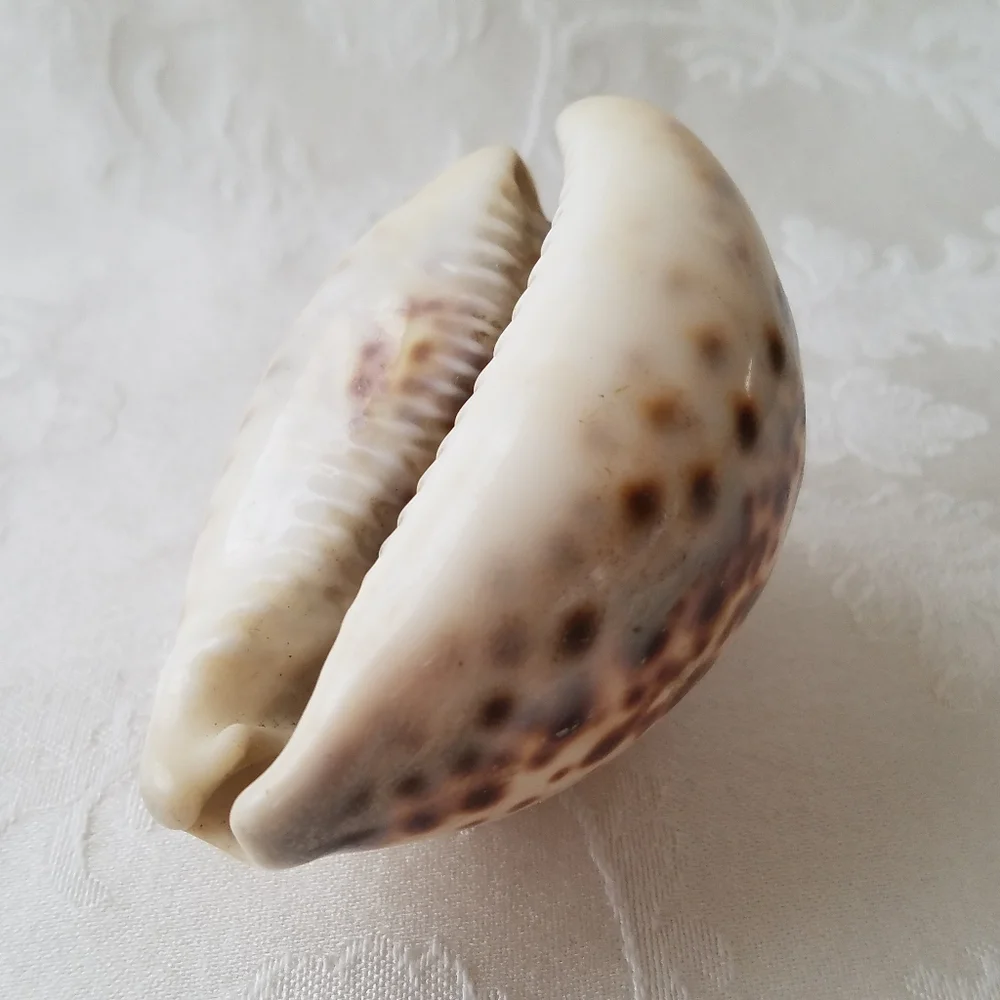 Beautiful Natural Sea Shell - Picture 5 of 7